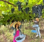 Vindima Serra do Sol Pisa da Uva