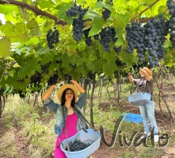 Vindima Serra do Sol Pisa da Uva